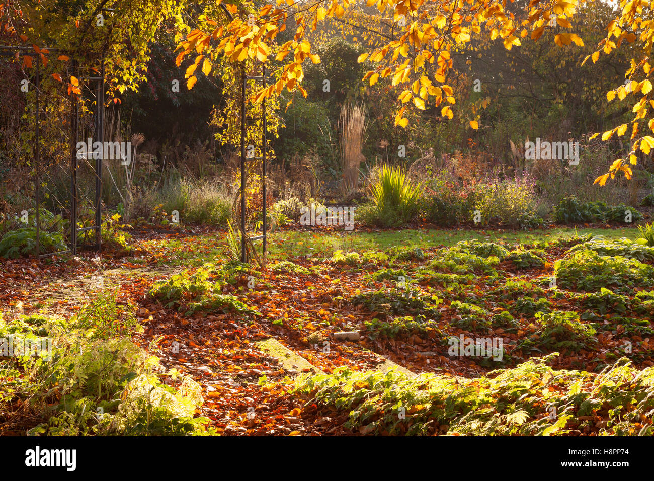 Hall Farm Garden, Harpswell, Lincolnshire, UK. Autumn, November 2016. Stock Photo