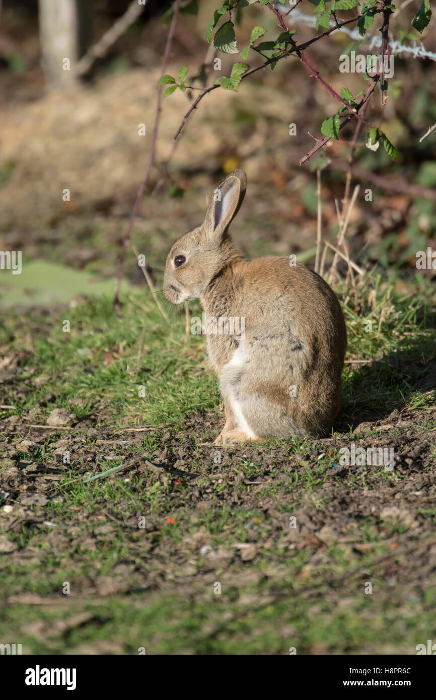 Rabbit burrow hires stock photography and images Alamy