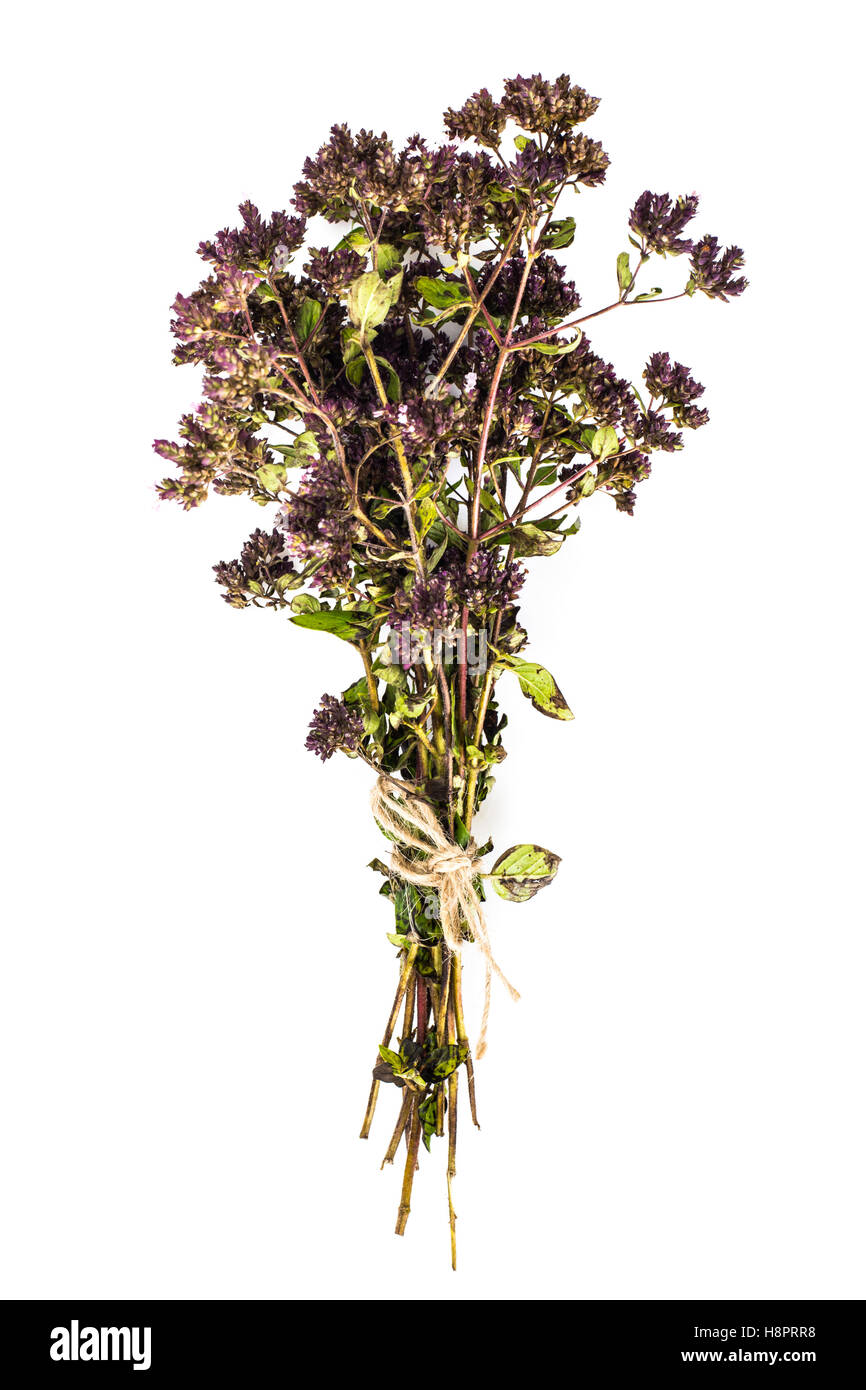Flowers and Stems of Thyme Stock Photo Alamy