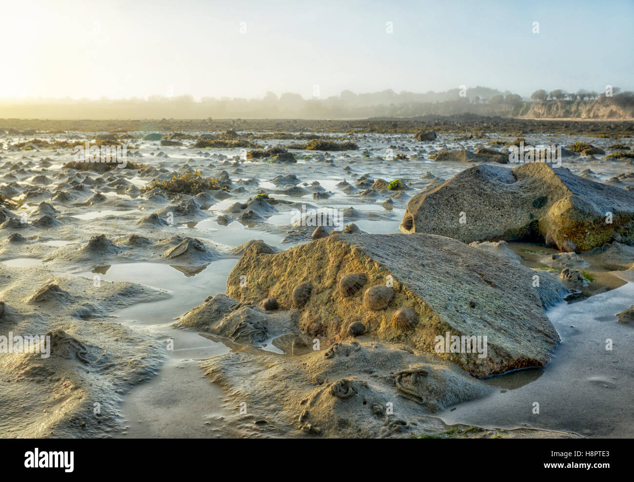 Limpets at low tide, Brittany Stock Photo