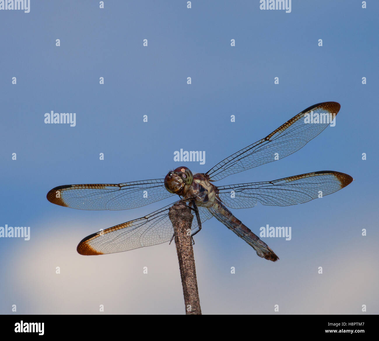 Green eyed dragonfly on a stick with sky behind Stock Photo