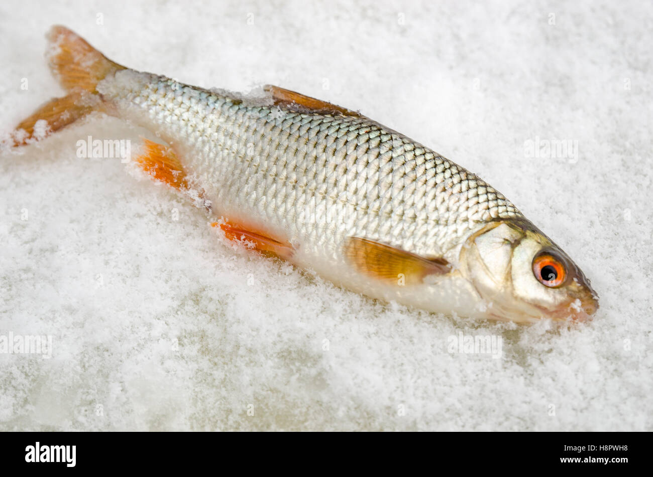 Roach caught by a fisherman lying on the ice close up Stock Photo