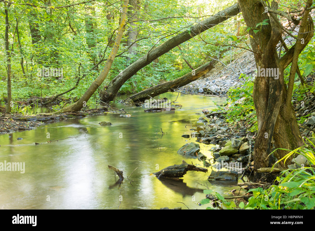 Forest landscape with a small stream and fallen trees Stock Photo - Alamy