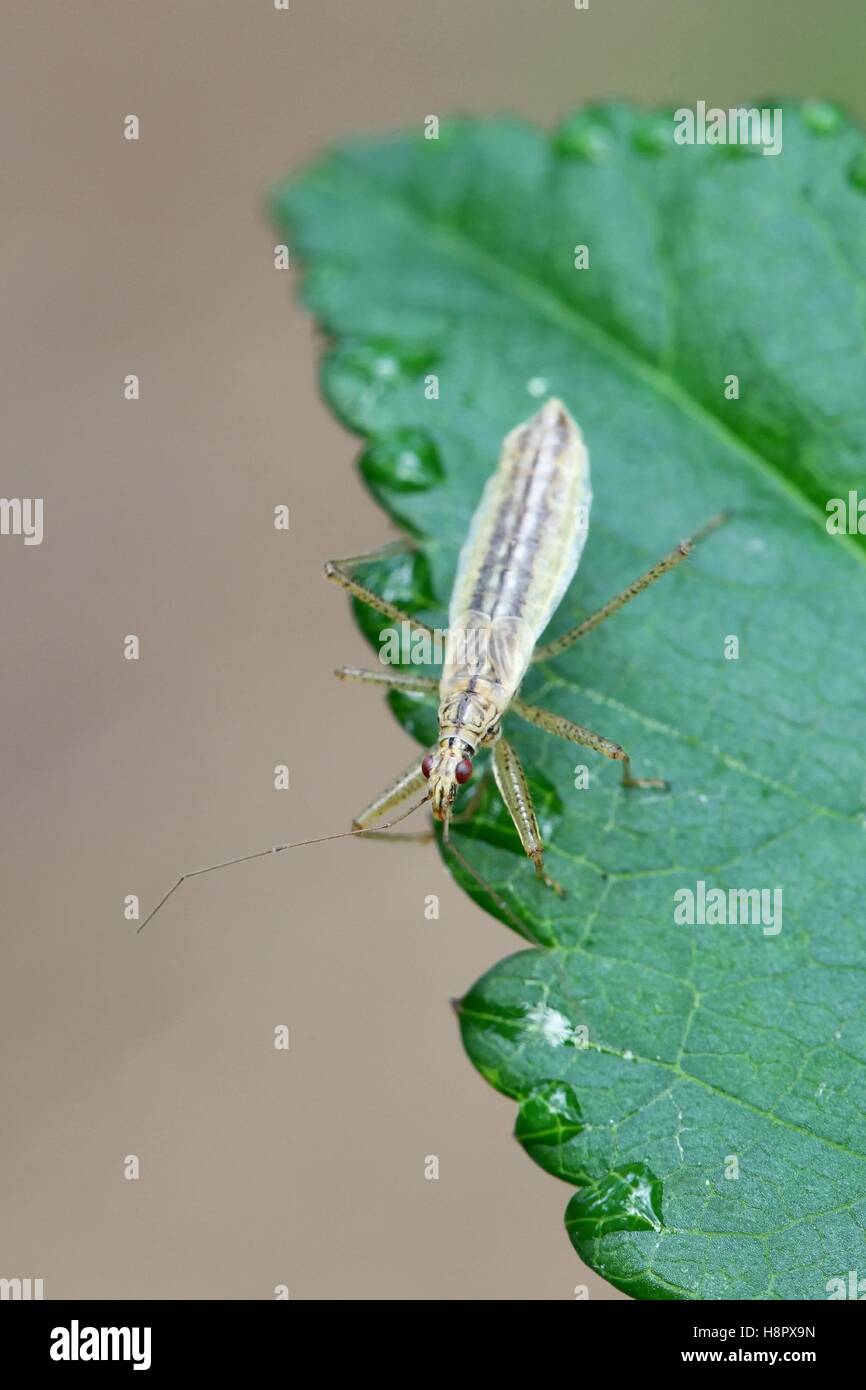Marsh Damsel Bug, Nabis limbatus Stock Photo