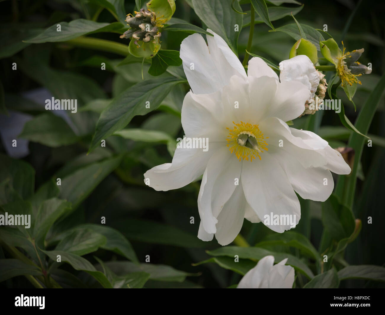 White peony flower in bloom Stock Photo