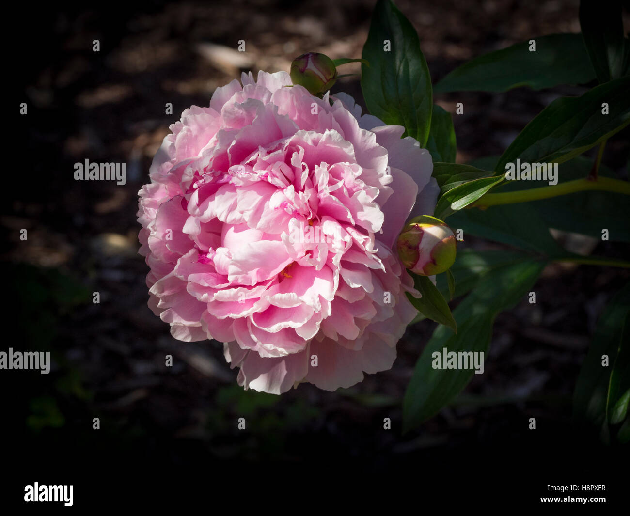 Peony flower in bloom Stock Photo - Alamy