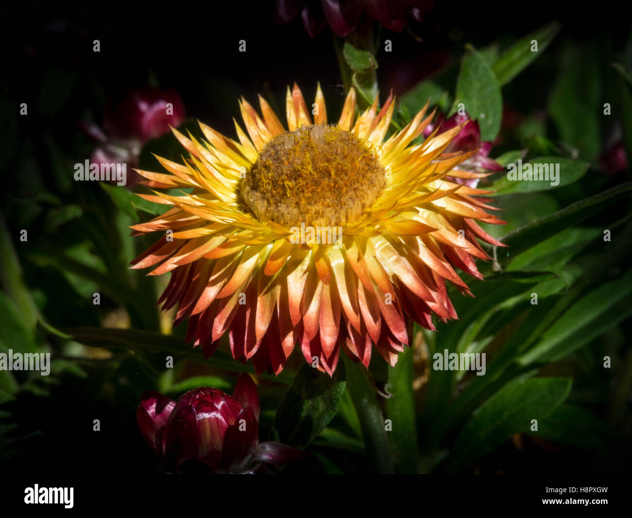 Paperflower in bloom Stock Photo