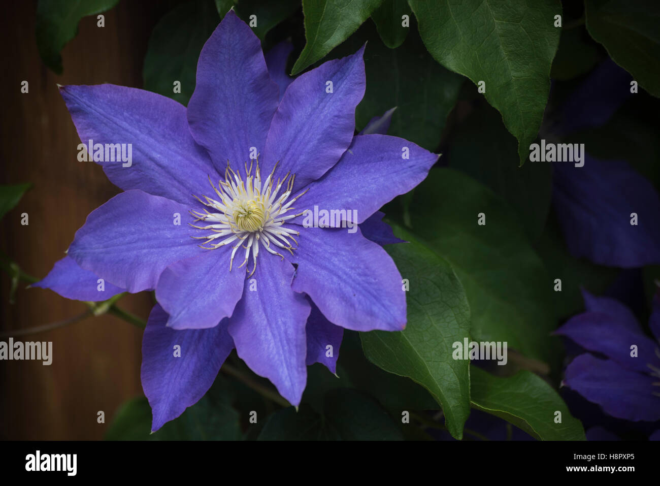 Beautiful clematis in bloom Stock Photo