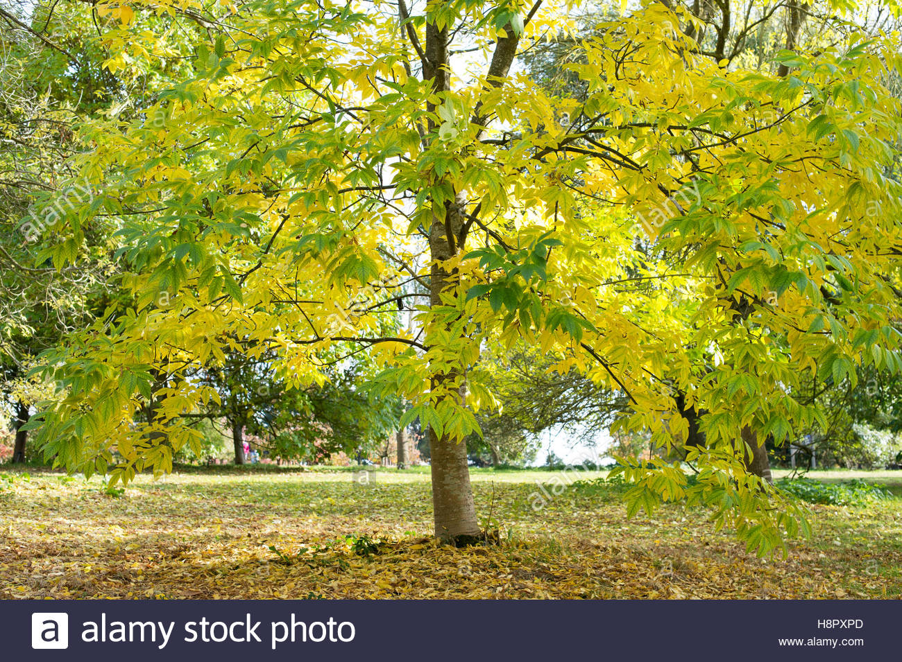 White Ash Fraxinus Americana Stock Photos & White Ash Fraxinus