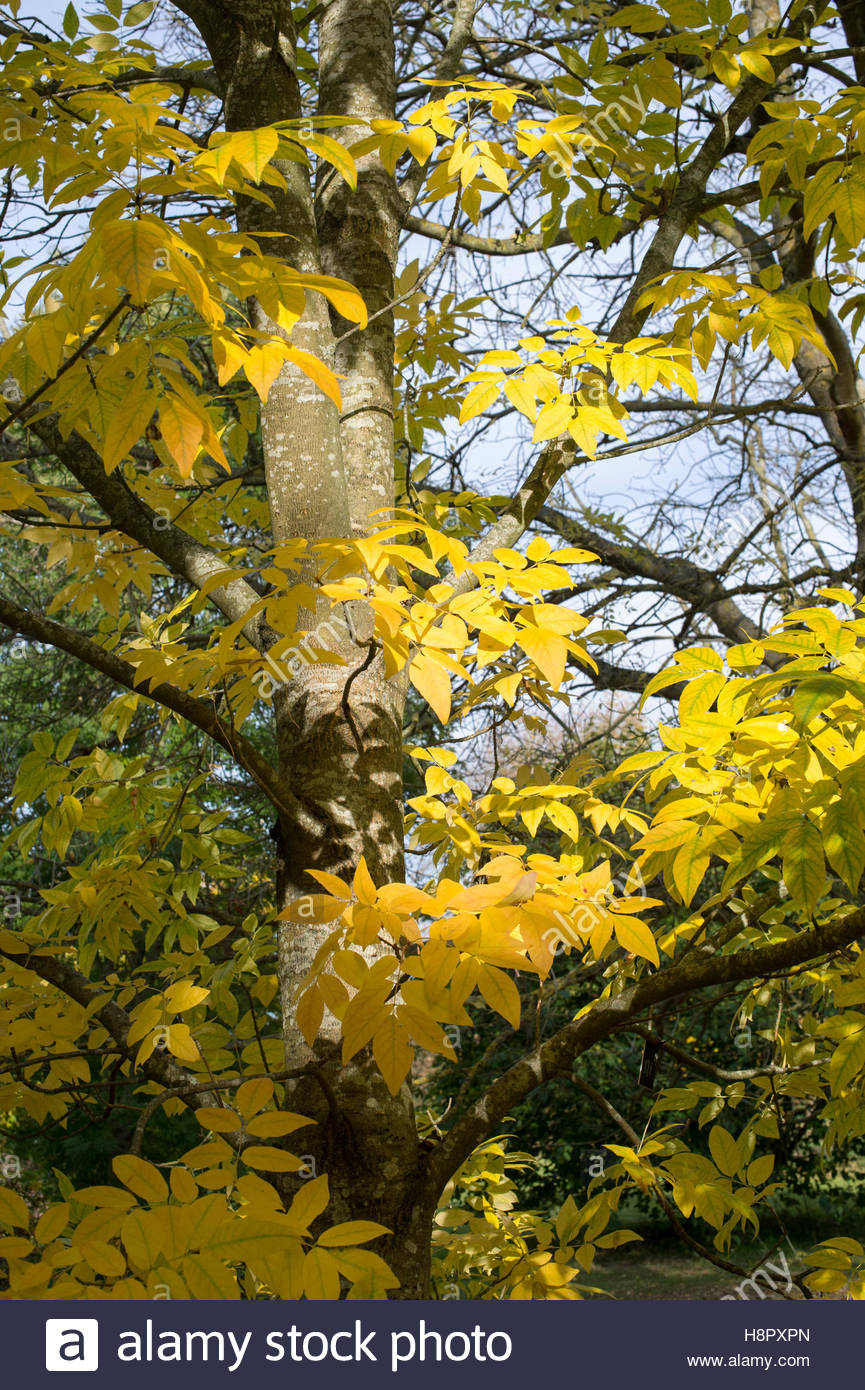 White Ash Stock Photos & White Ash Stock Images Alamy