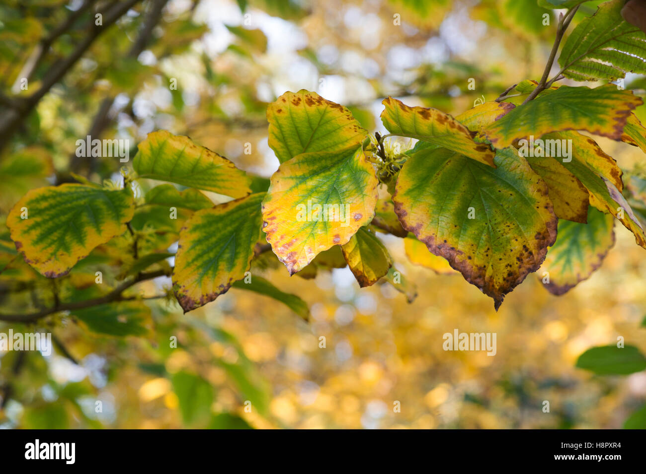 Witch hazel autumn foliage hamamelis hires stock photography and