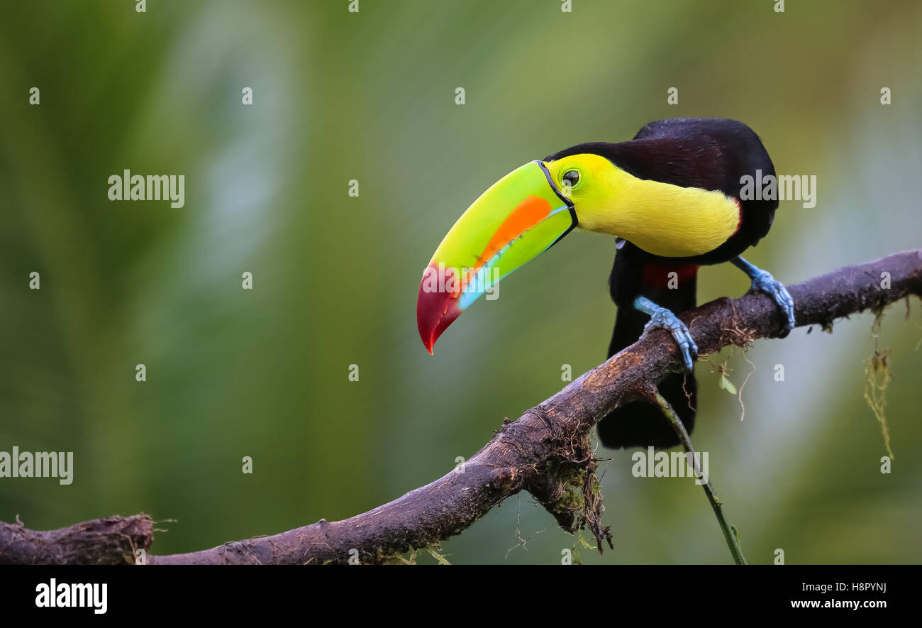 Colorful Tucan sitting on a branch Stock Photo
