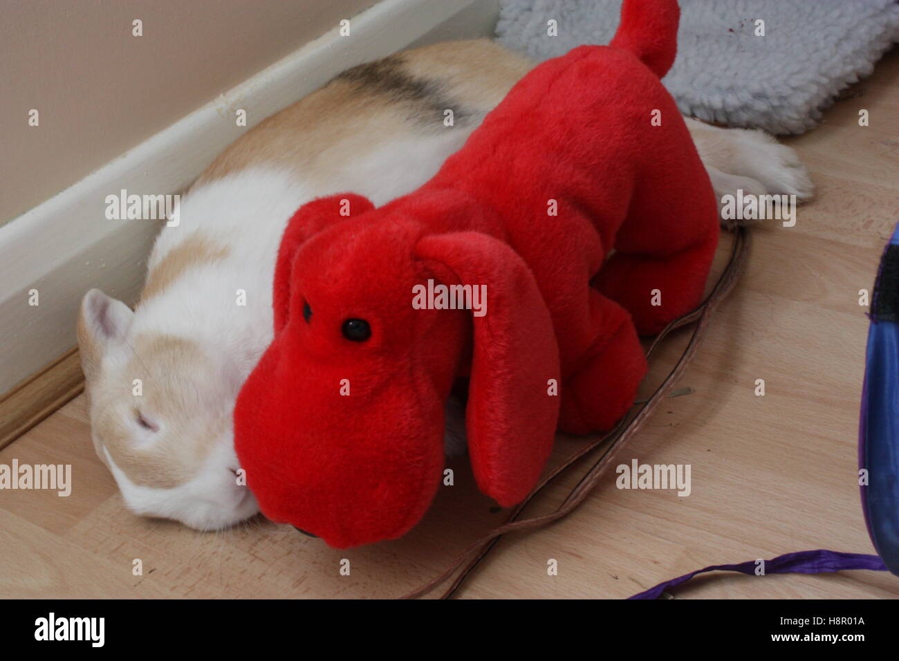 Rabbit relaxing with a red soft plush dog toy Stock Photo