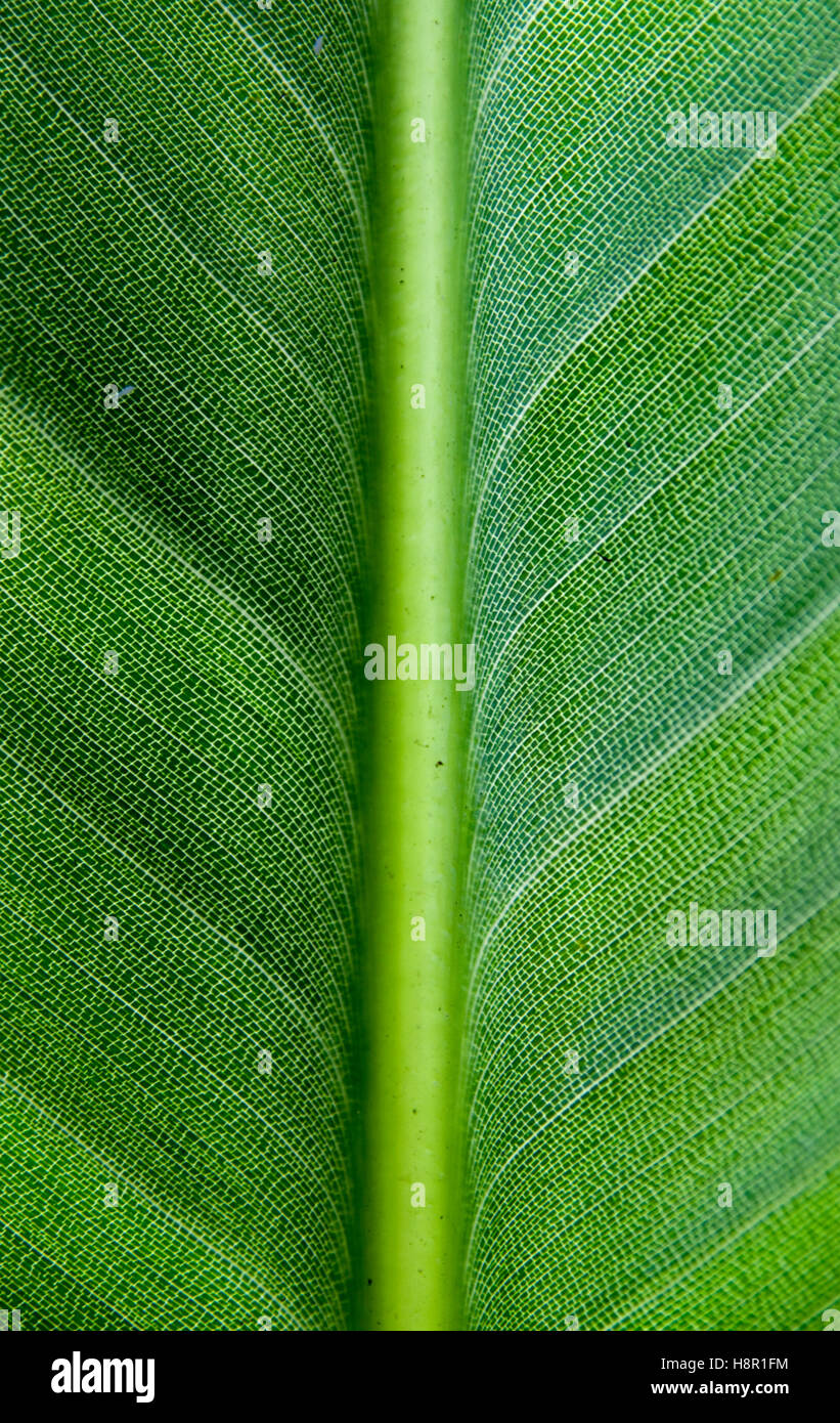 Leaf structure close shot hi-res stock photography and images - Alamy
