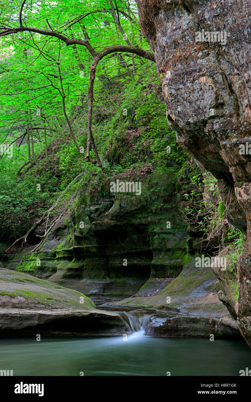 Gently flowing out of the Illinois Canyon at Starved Rock State Park, a