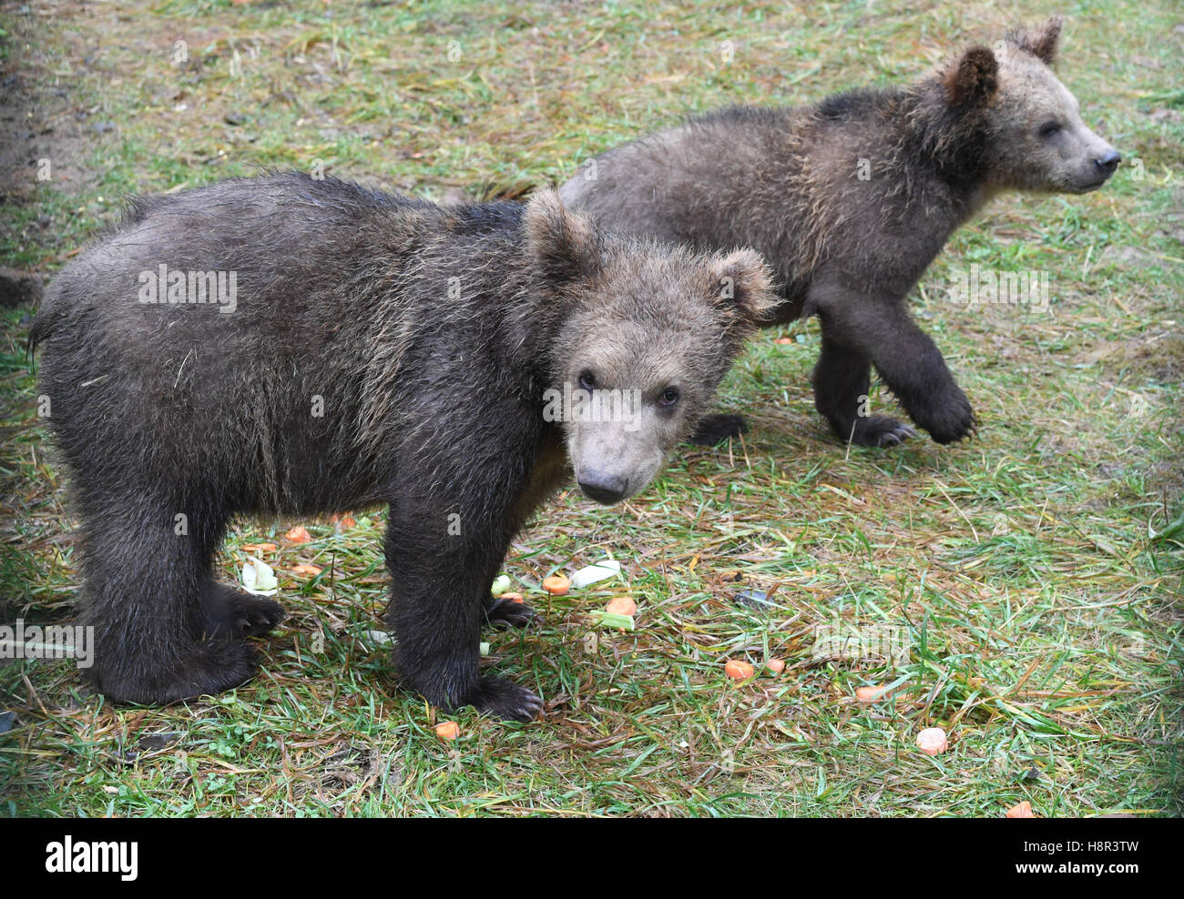 Bad Rippoldsau-Schapbach, Germany. 7th Nov, 2016. The nine month old bear cubs Arthos (R) and Arian prowl around the outer premises of the alternative wolf and bear park Schwarzwald in Bad Rippoldsau-Schapbach, Germany, 7 November 2016. The bears come from Albania and were brought to safety at Europe's first emergency station for orphaned bear cubs. Photo: Uli Deck/dpa/Alamy Live News Stock Photo
