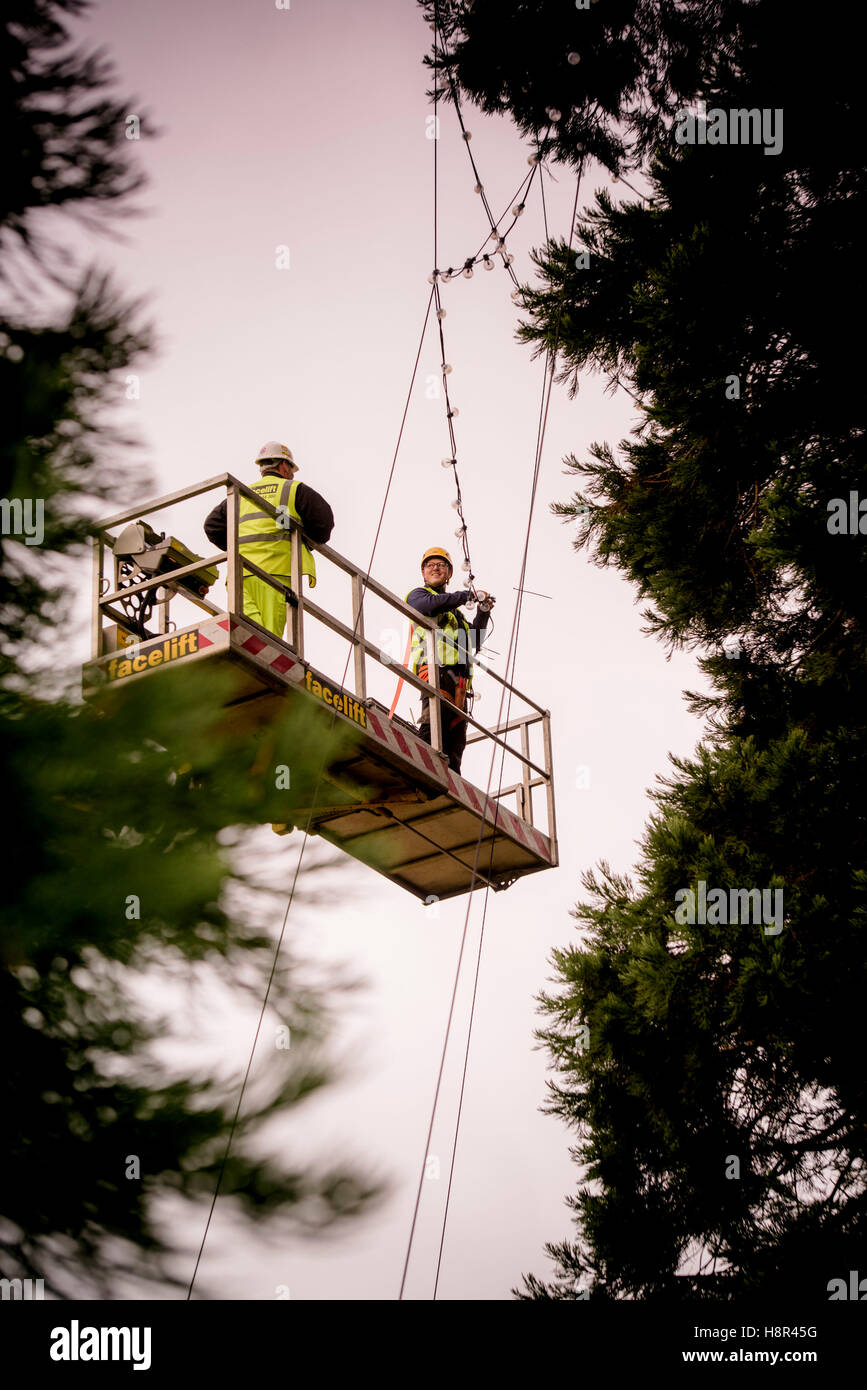 Wakehurst place, West Sussex, UK. 15th November, 2016. From 8am a team of Wakehurst staff adorned the tree with 1800 LED lights. They were aided in their task by two elevated moving platforms. Workers carefully passed the strings of lights to professional tree climbers that were suspended throughout the tree branches. It took seven hours to complete the task. Credit:  Jim Holden/Alamy Live News Stock Photo