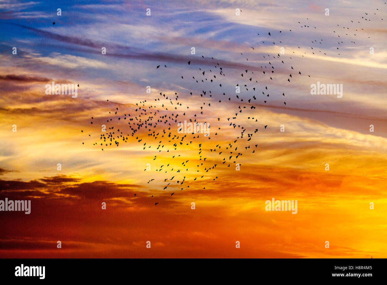 Birds in Flight, flying in the clouds at flocks of Starlings at Blackpool, Lancashire, UK. Starling murmuration at sunset. One of the great birding spectacles of the winter is the starlings' pre-roost assembly. Prior to settling down for the night, flocks of these gregarious birds swoop around until there is one enormous, swirling black mass. In the winter up to a million birds, swarm, swoop, shift, swirl and twirl, moving as one while performing amazing aerial acrobatics. this ballet at dusk is a pre-roosting phenomenon known as starling murmuration. Stock Photo