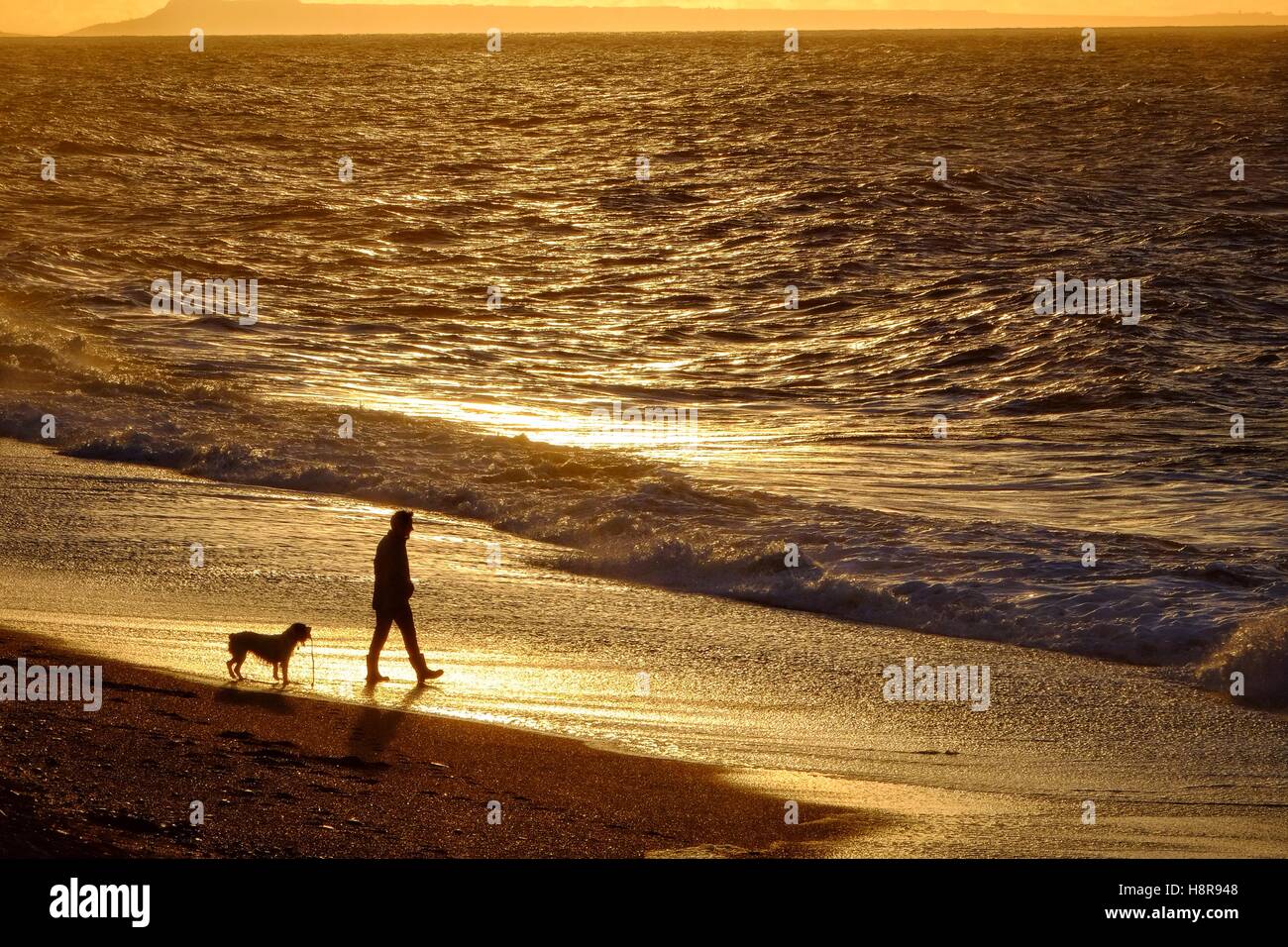 West Bay, Dorset, UK. 16th Nov, 2016. UK weather. An early morning dog walker enjoys the sunrise on West Bay beach on what promises to be a sunny day in the south west. Credit:  Tom Corban/Alamy Live News Stock Photo