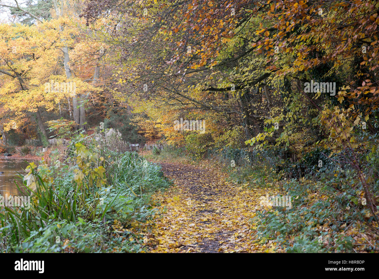 Keston, UK. 16th Nov, 2016. UK Weather: Autumnal colours in Keston Ponds Credit:  Keith Larby/Alamy Live News Stock Photo