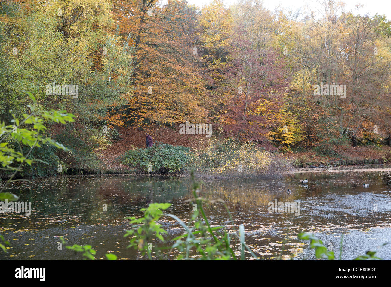 Keston, UK. 16th Nov, 2016. UK Weather: Autumnal colours in Keston Ponds Credit:  Keith Larby/Alamy Live News Stock Photo