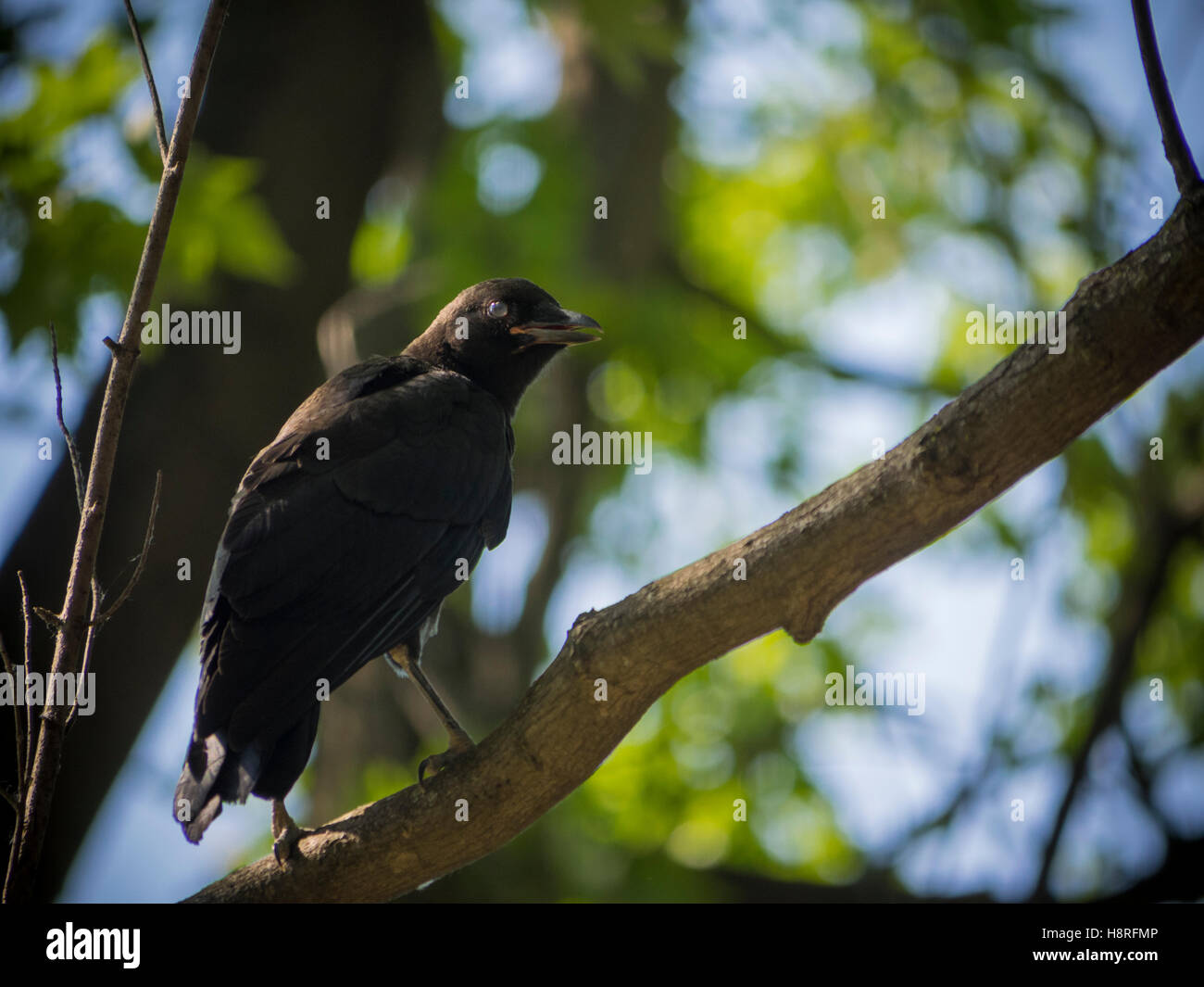 Juvenile american crow Stock Photo Alamy