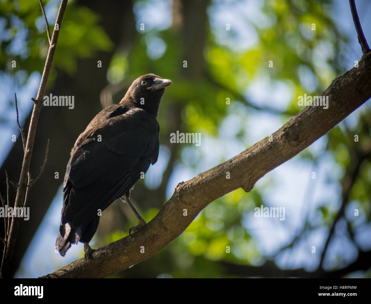 Juvenile american crow Stock Photo - Alamy