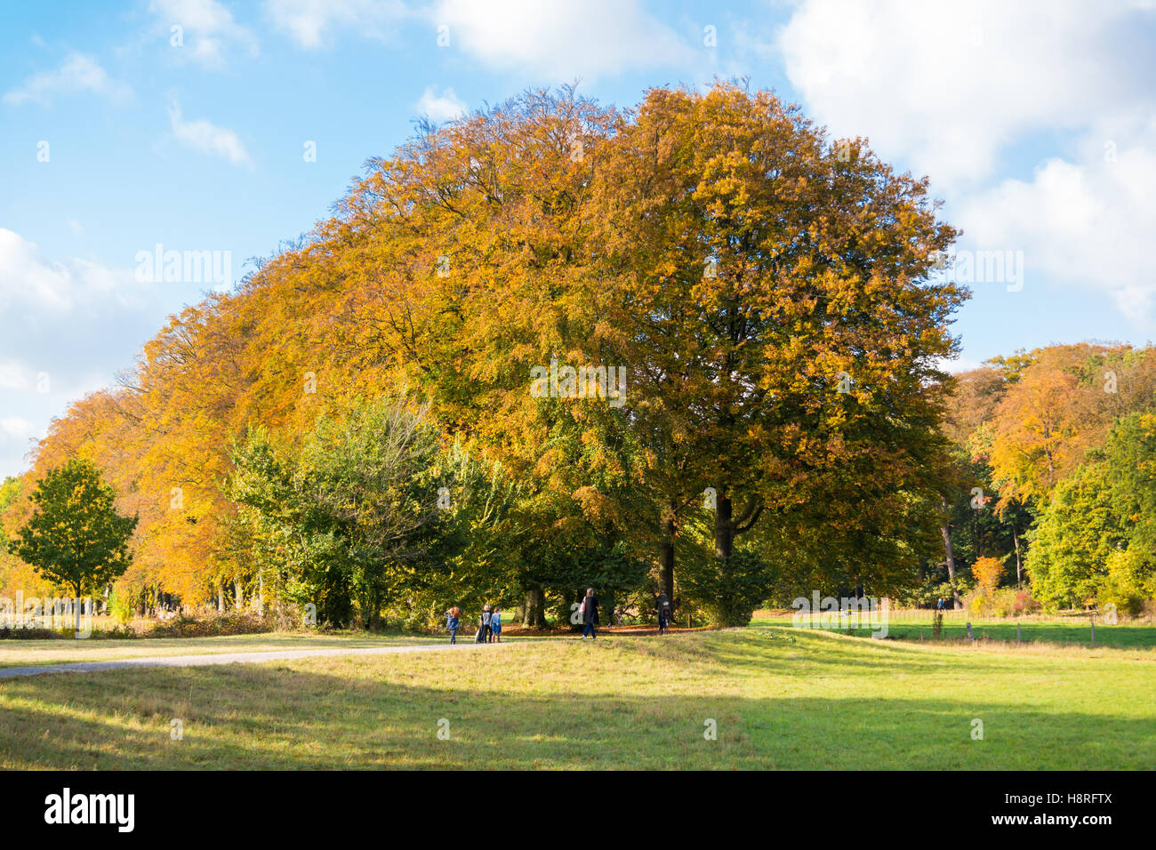 People walking and autumn trees in wood of country estate Boekesteyn, 's Graveland, Netherlands Stock Photo