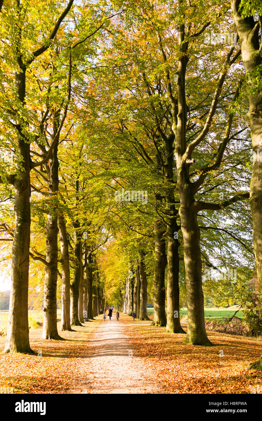 Lane with rows of trees and people walking on path in wood of country estate Boekesteyn in autumn, 's Graveland, Netherlands Stock Photo