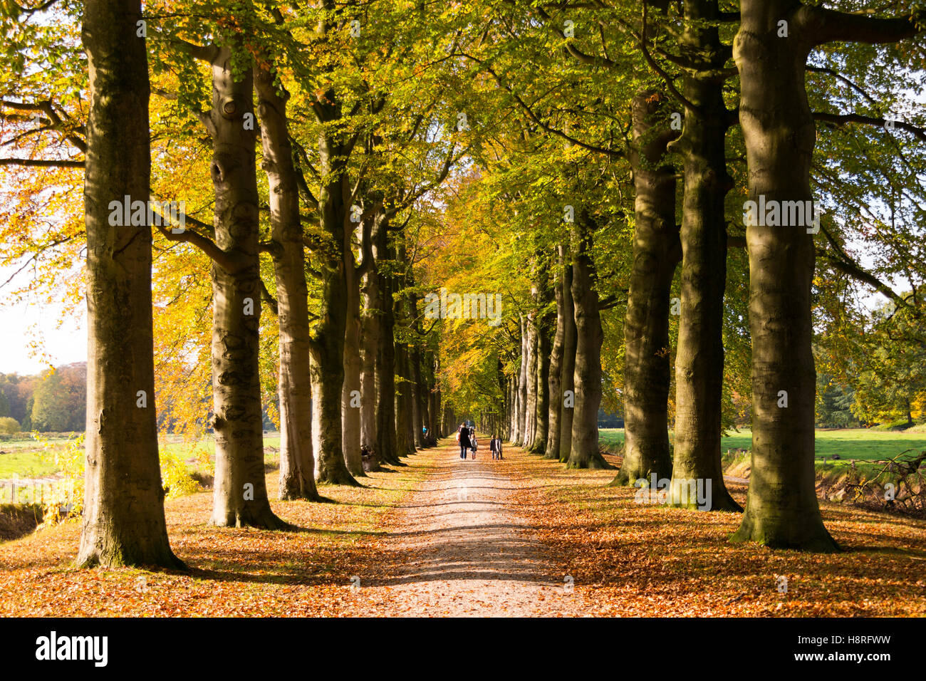 People walking on path with rows of trees in wood of country estate Boekesteyn in autumn, 's Graveland, Netherlands Stock Photo