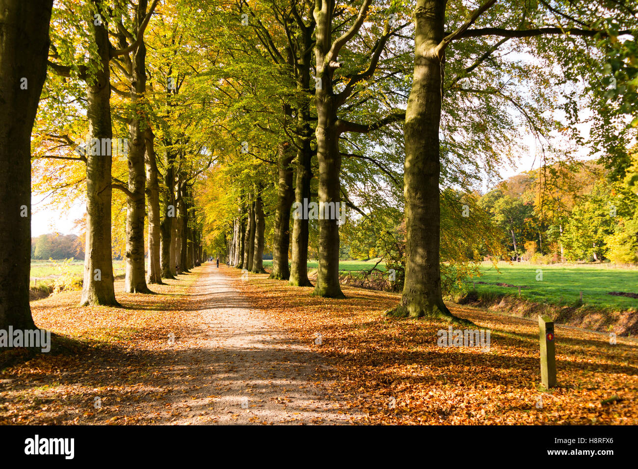 Autumn lane with rows of trees in wood of country estate Boekesteyn, 's Graveland, Netherlands Stock Photo