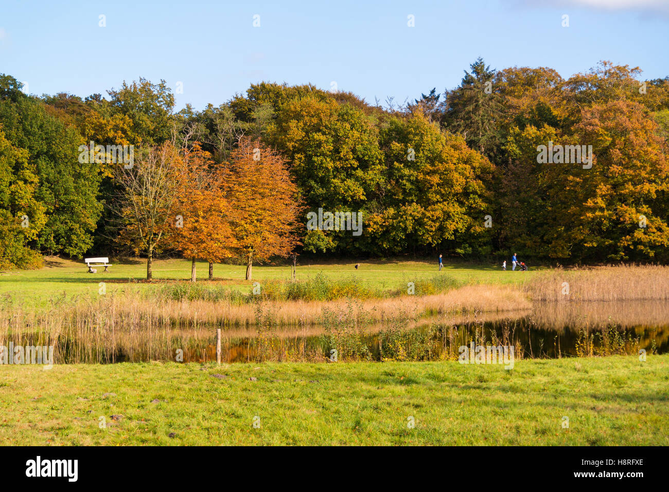 Colourful trees near pond and people walking in autumn on country estate Boekesteyn in 's Graveland, Netherlands Stock Photo