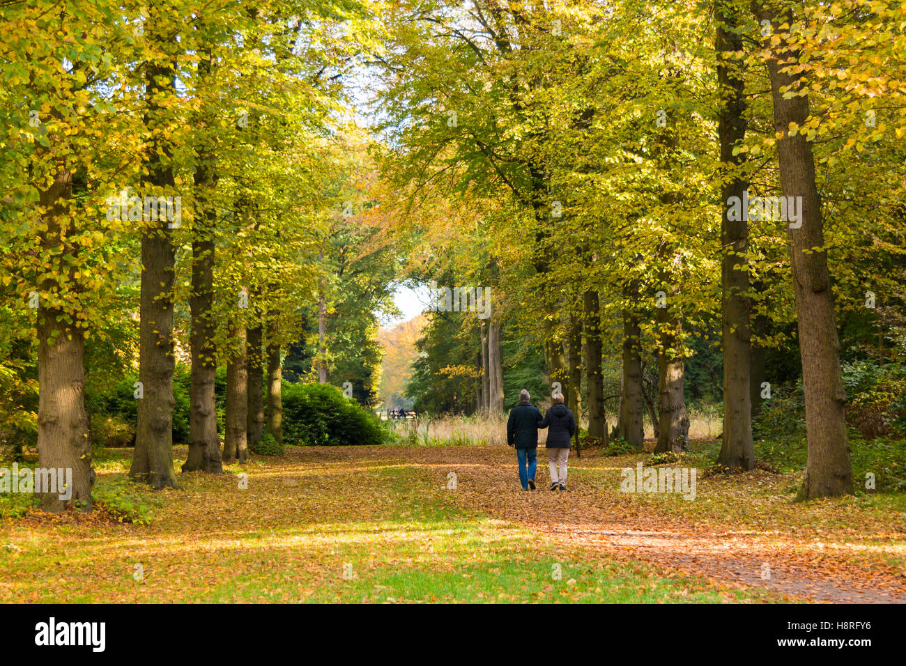 Couple walking on path covered with fallen leaves in woods in autumn on estate Boekesteyn, 's Graveland, Netherlands Stock Photo
