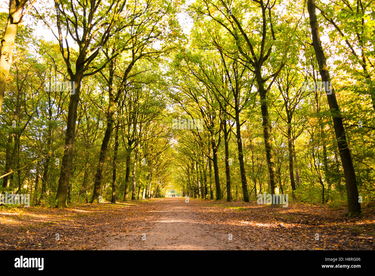 Dirt road covered with fallen leaves and tree trunks on a sunny day in autumn, 's Graveland, Netherlands Stock Photo
