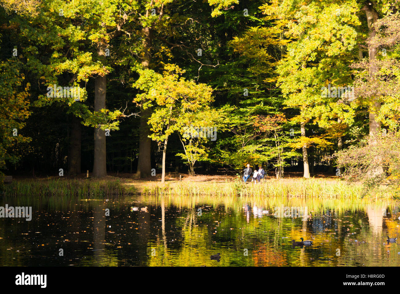 Family enjoying sunny day in autumn on bench near pond in wood of estate Boekesteyn, 's Graveland, Netherlands Stock Photo