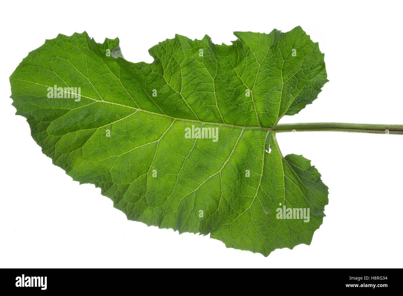 Klettenblatt, Filzige Klette, Filzklette, Wollkopf-Klette, Arctium tomentosum, woolly burdock, downy burdock, Hairy Burdock, la Stock Photo