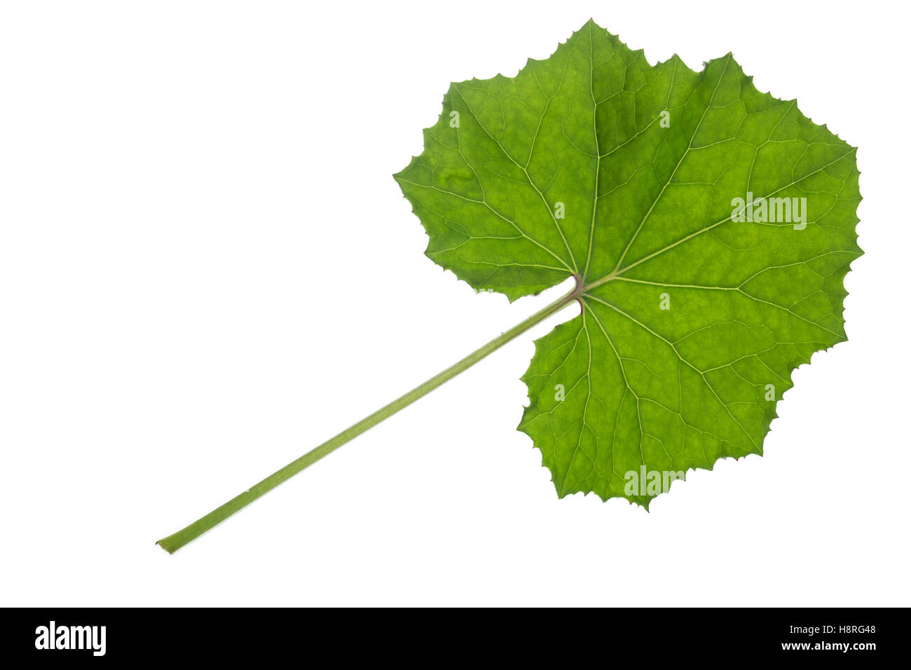 Huflattich-Blatt, Huflattich, Tussilago farfara, Coltsfoot, Pas d´âne, Tussilage. Blatt, Blätter, leaf, leaves Stock Photo