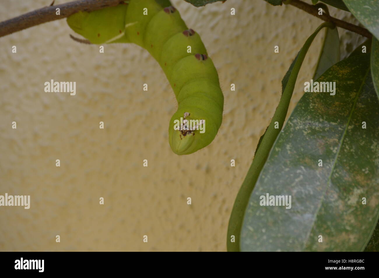 Huge green caterpillar Stock Photo - Alamy