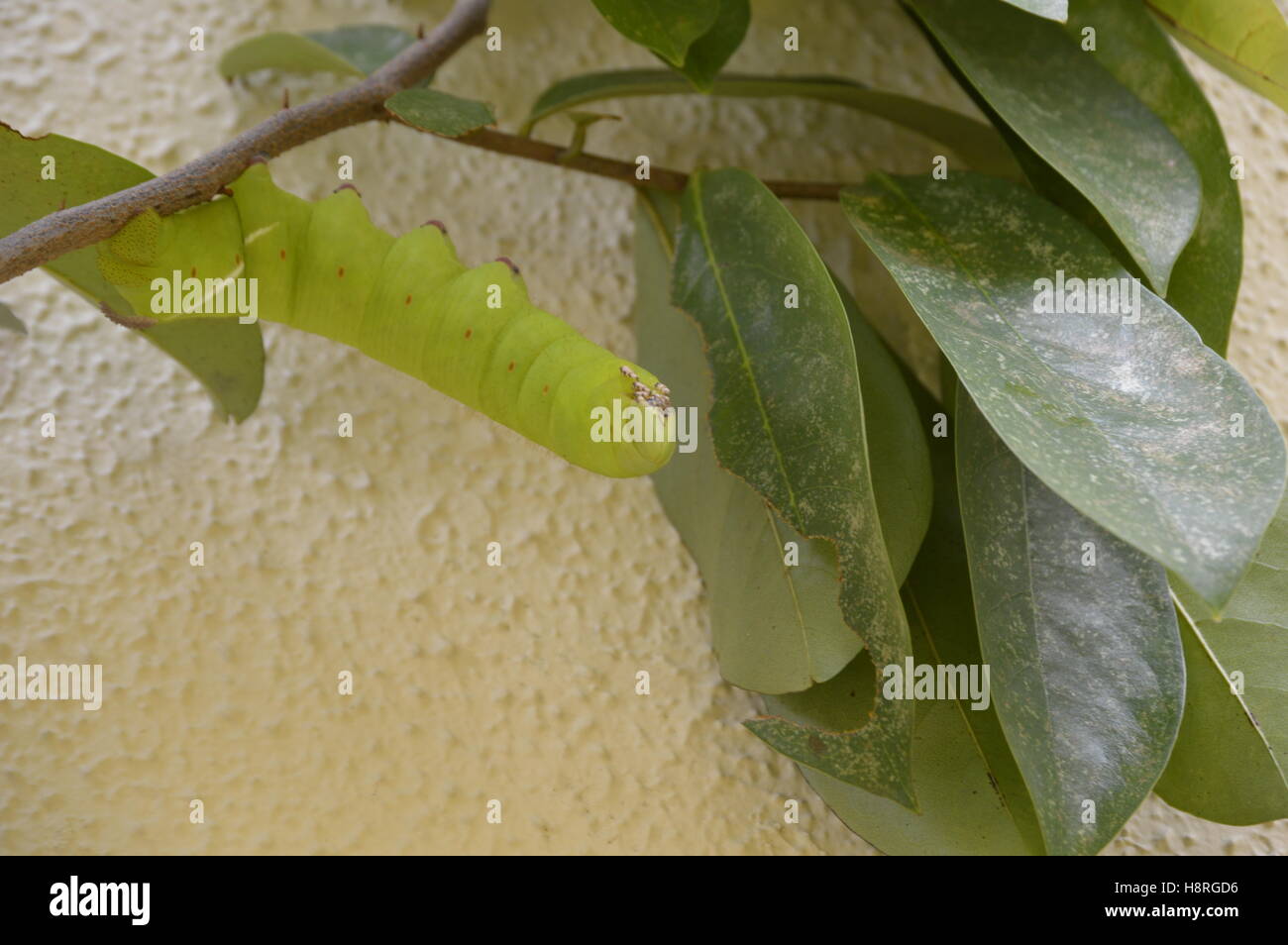 Huge green caterpillar Stock Photo - Alamy