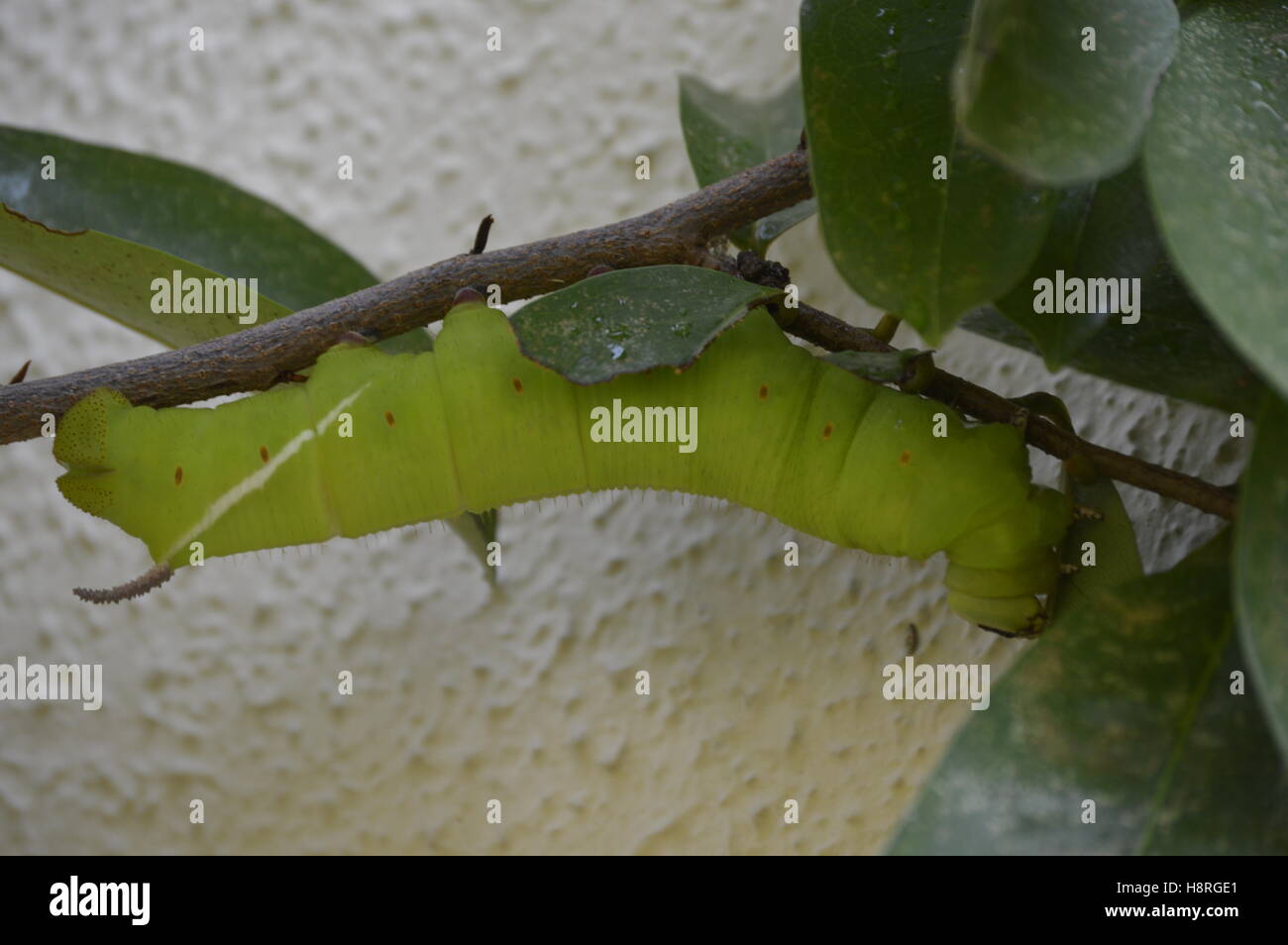 Huge green caterpillar Stock Photo - Alamy