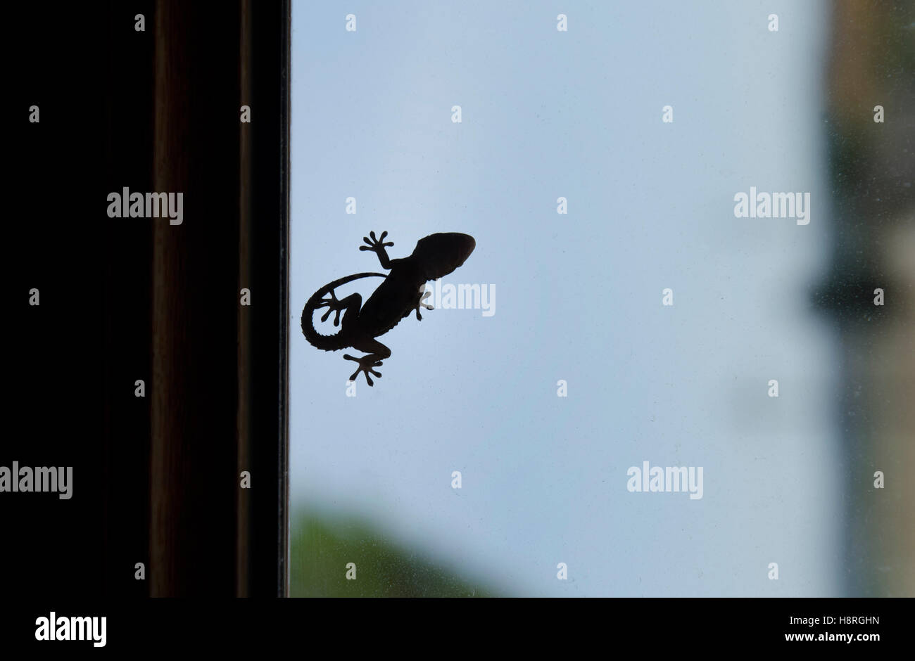 Shape of a small gecko on window Stock Photo