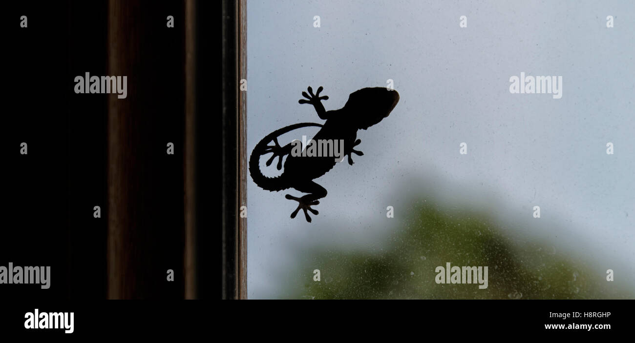 Silhouette of a small gecko on window Stock Photo