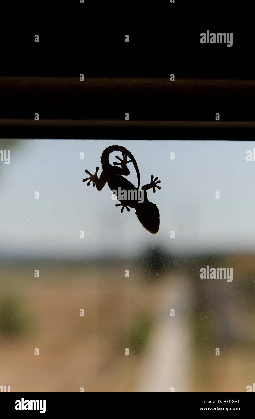 Template of a small gecko on window Stock Photo