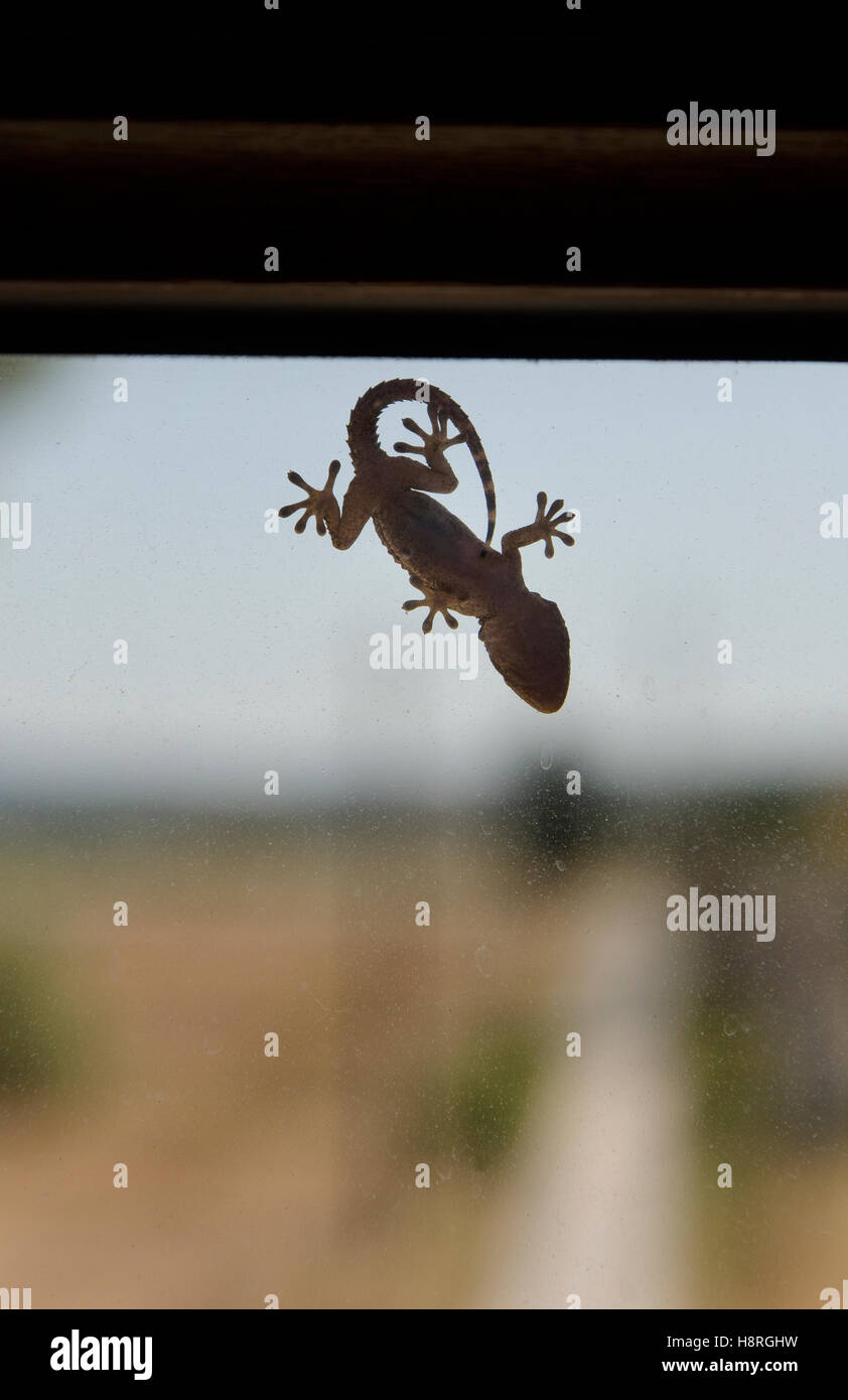 View of a small gecko on a window Stock Photo