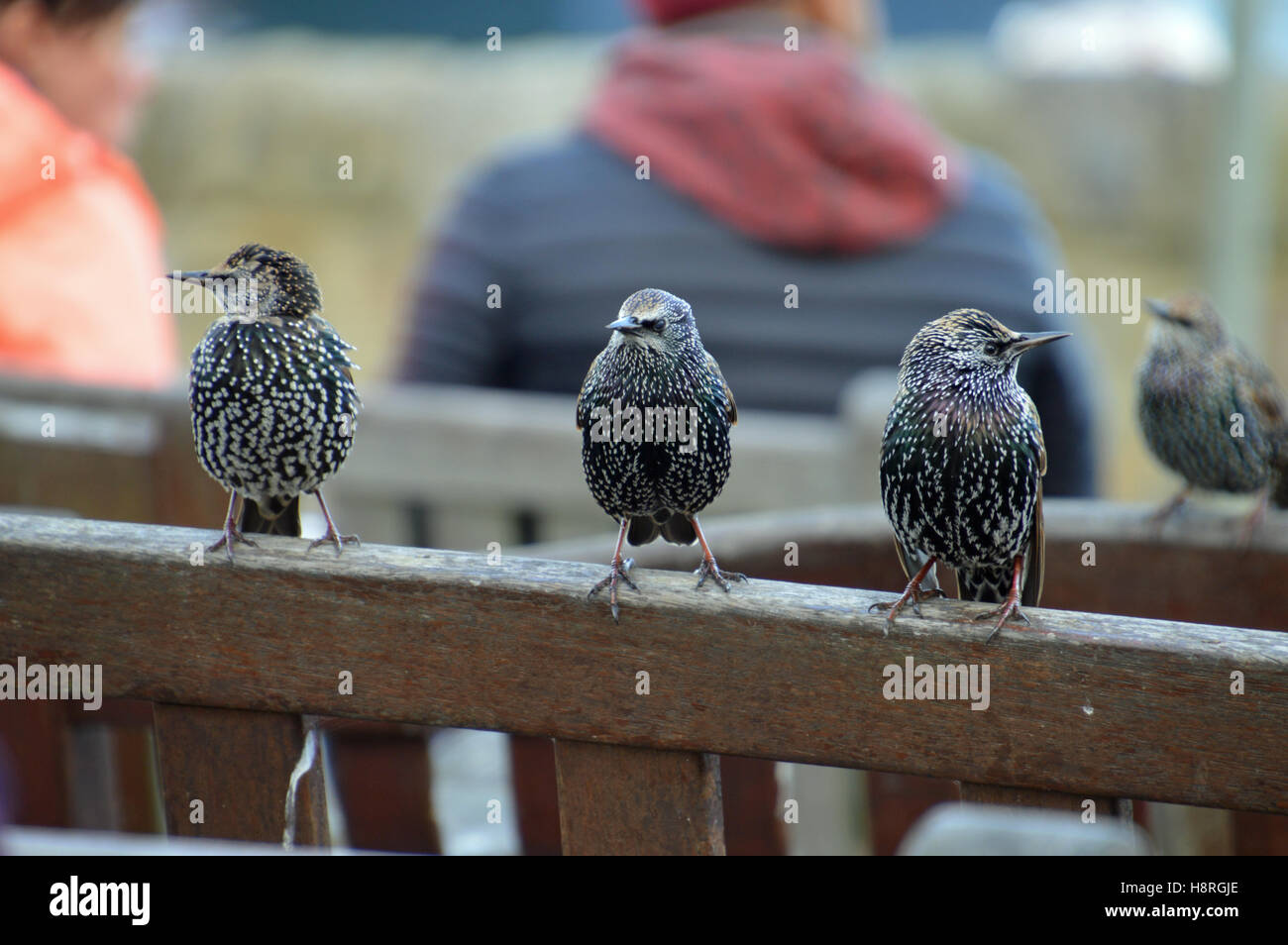 Waiting for fish and chips. Starlings perching on bench at Seahouses Harbour, Northumberland Stock Photo