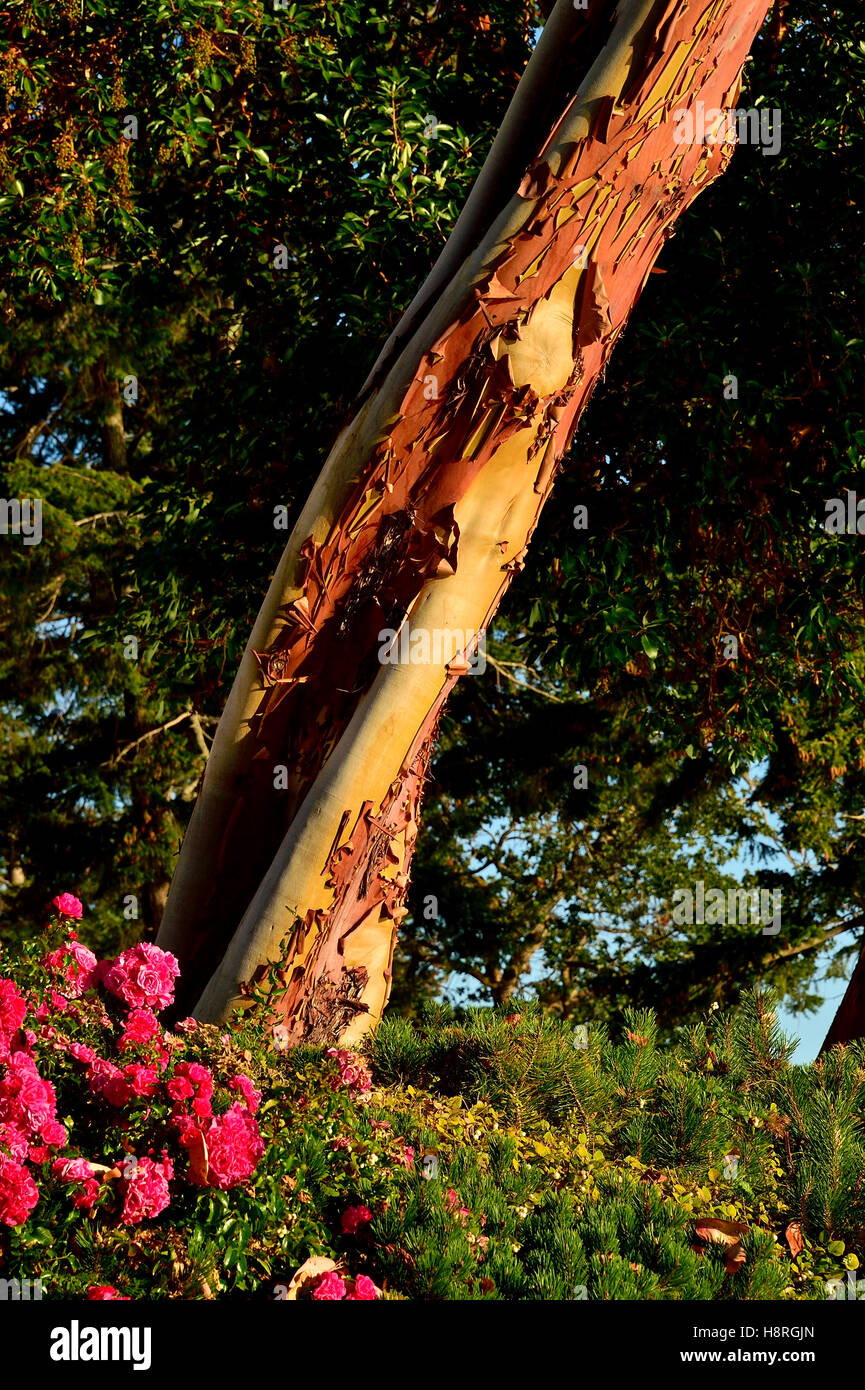 Trunk of arbutus tree with its peeling pink bark. View of Kziv