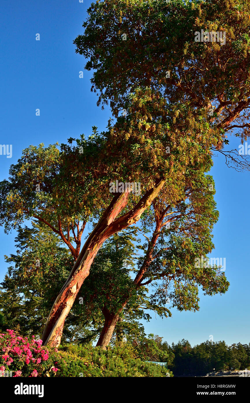 A vertical image of a Pacific Madrone, Arbutus tree (Arbutus menzeisii) Stock Photo