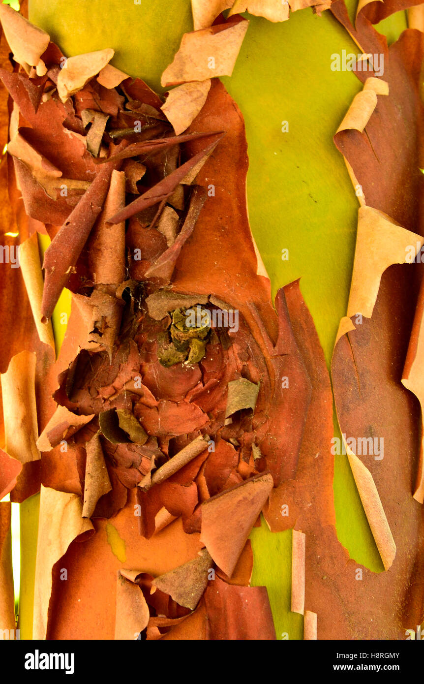 Bark peeling from the trunk of a Pacific Madrone, Arbutus tree (Arbutus menzeisii) Stock Photo