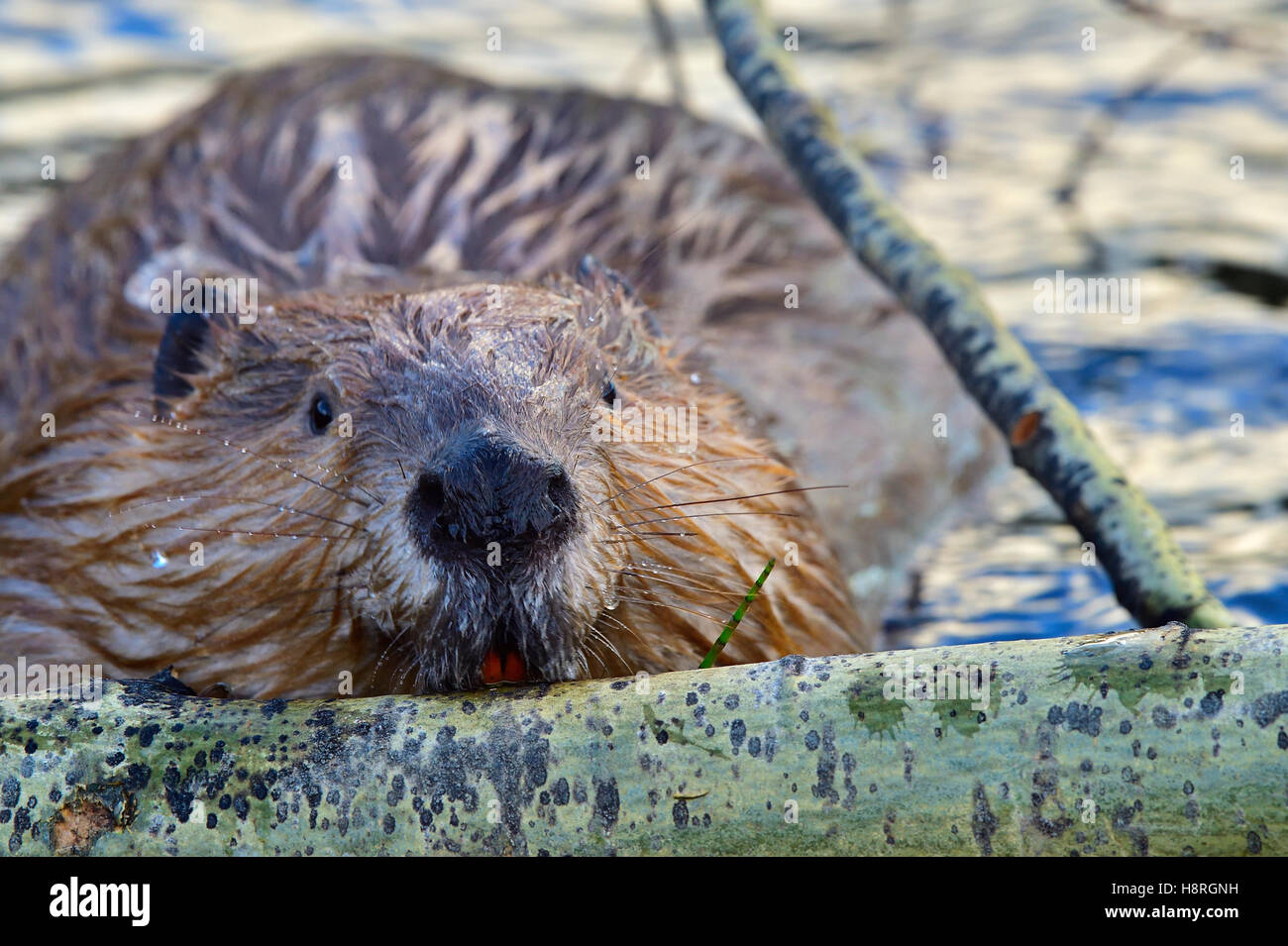 A close up image of a wild beaver looking up while biting an aspen tree in his pond near Hinton Alberta Canada Stock Photo