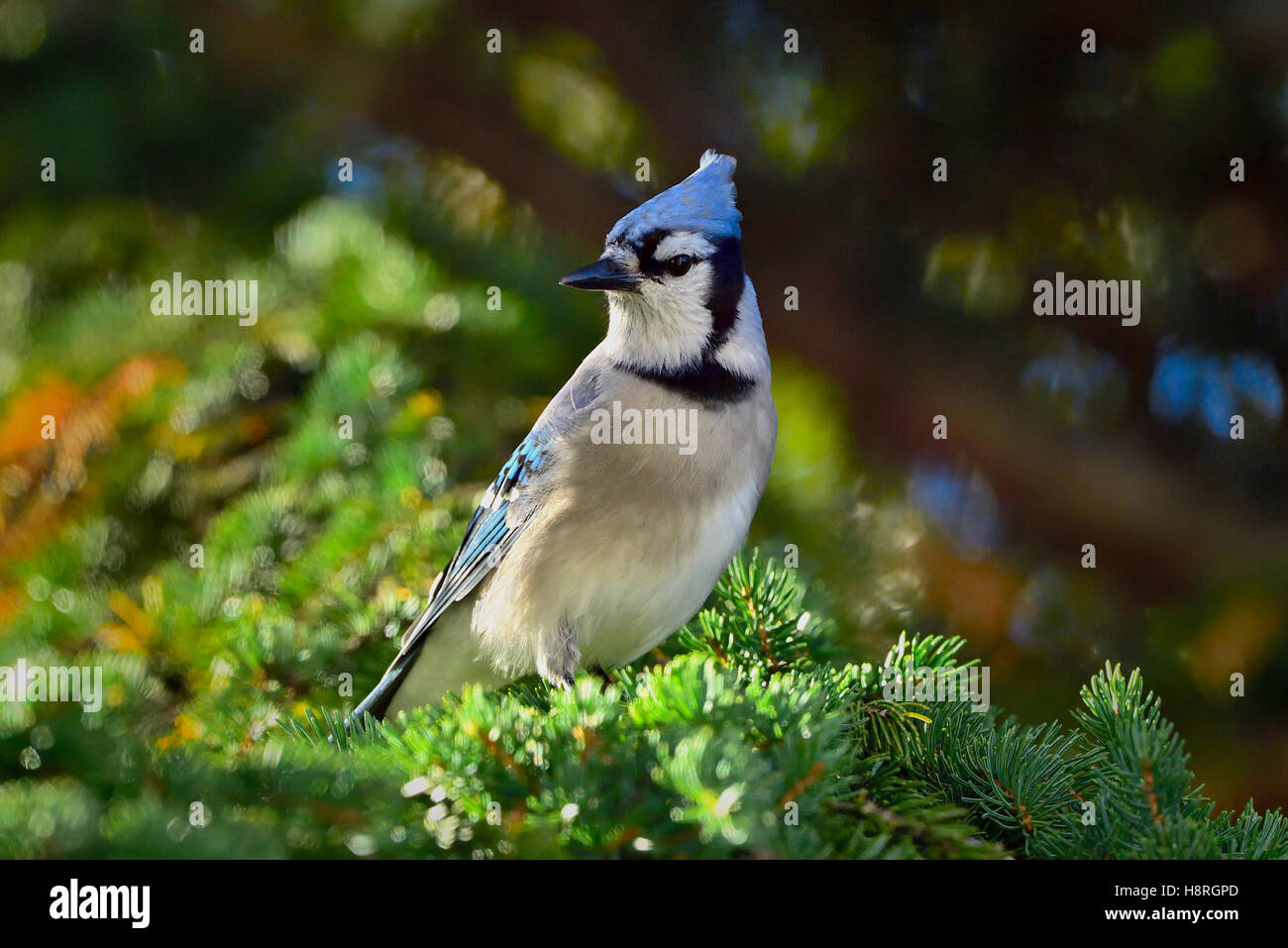 An eastern Blue Jay, Cyanocitta cristata, perched on a spruce tree branch in Alberta Canada Stock Photo